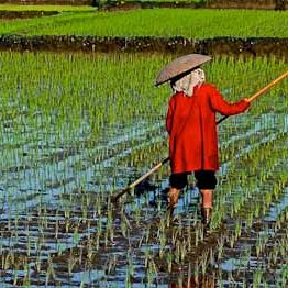 Bali’s Serenity